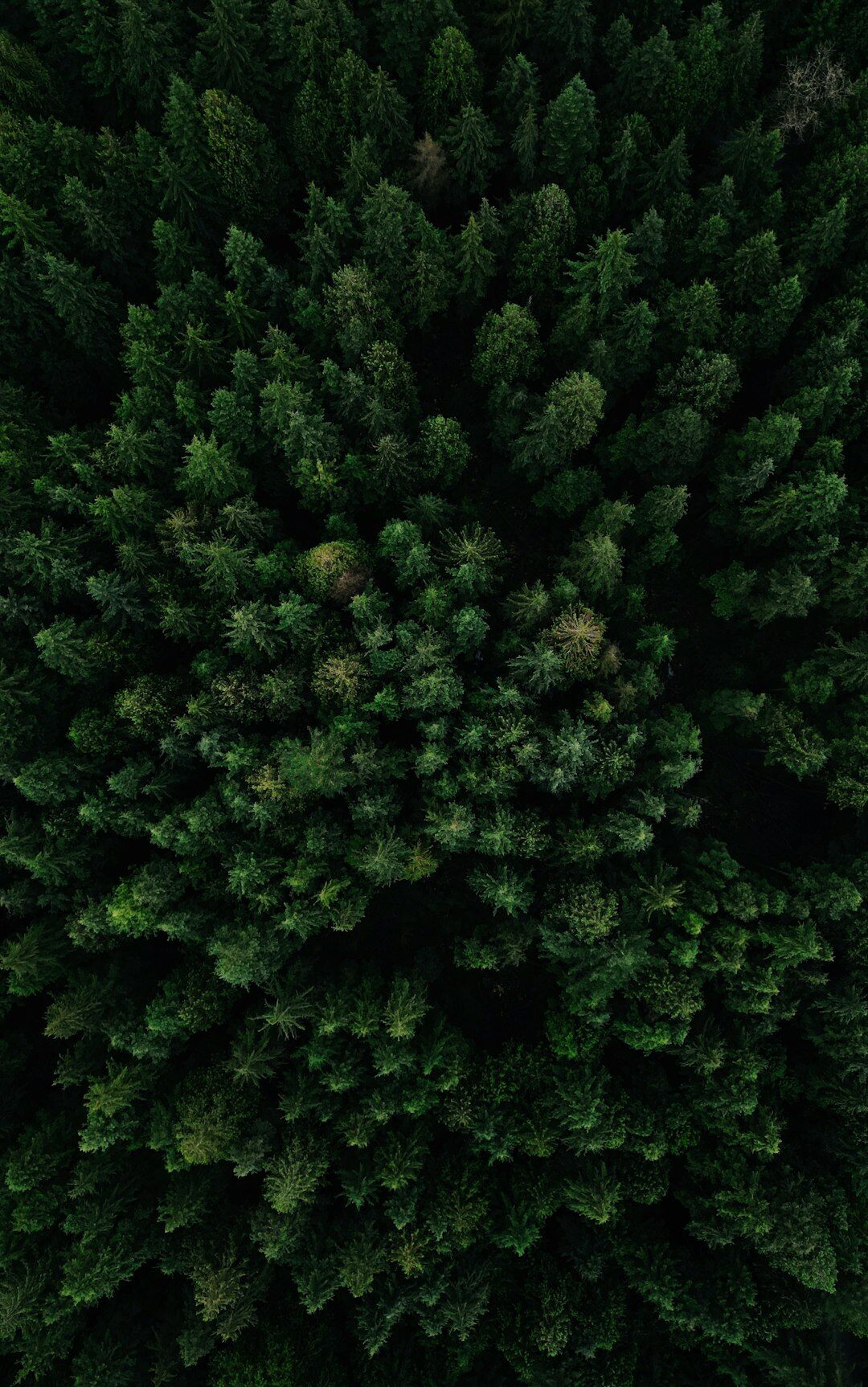 drone over forest